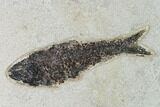 Fossil Fish (Knightia) - Green River Formation - Inch Layer #138595-1